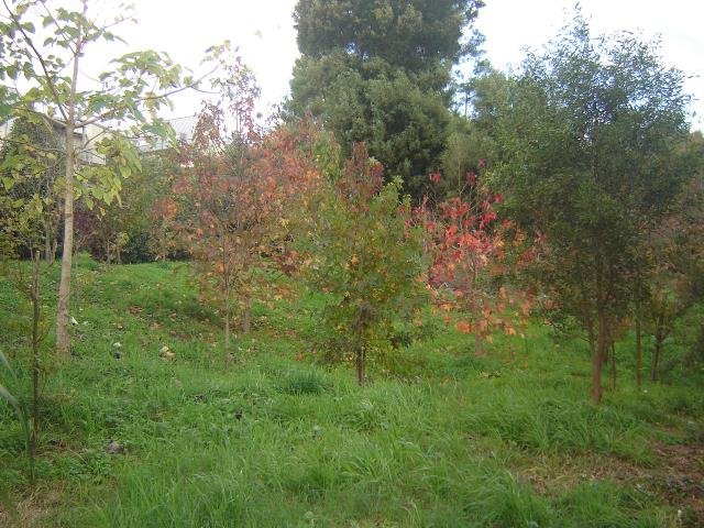 LSP- the beginning, 2008-11 Cambridge Tree Trust